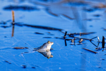 Blue Moor frog swimming in the water at springtime