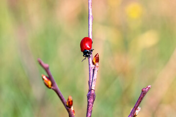 Red beetle climbing on budding tree branch