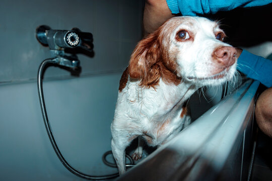 Spaniel breton dog receiving a bath in a bathtub during grooming