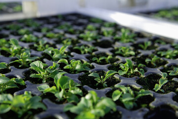 Canterbury bell seedlings growing in greenhouse in Weidenkam Upper Bavaria
