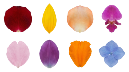 Flower petal set including rose, tulip, orchid, and sunflower varieties isolated. Botanical collection for nature and beauty design.