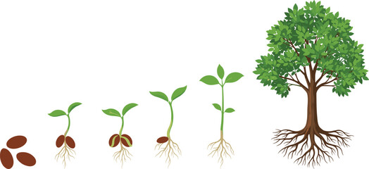 Stages of plant growth from seed to tree with roots plant growth stages seed germination