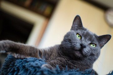 Peaceful gray cat resting in comfortable home interior