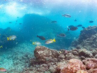 Fototapeta premium フエダイ、メジナ、イスズミ、ホウライヒメジ、チョウチョウウオ他群れ。 Blue-Spotted Sea Perch, Lutjanus stellatus, Largescale Blackfish, Girella punctata, 他。 ヒリゾ浜南伊豆町中木 静岡県伊豆半島-2025 日本有数のシュノーケリングスポット。 夏の数カ月間だけ渡し船で行ける。 水質透明度魚影が素晴らしい。 