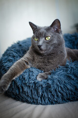 Gray cat resting on soft blue pet bed indoors