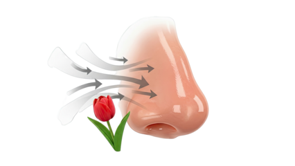 Nose smelling a red tulip with air currents