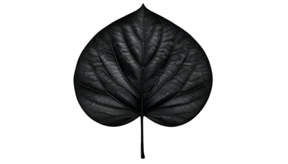 Close-up of a dark grey leaf against a black background, with visible veins