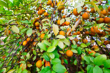 Vibrant oranges on a lush citrus tree with green leaves and branches
