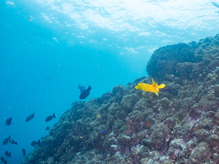 Fototapeta premium ヘラヤガラ、フエダイ、メジナ、イスズミ、ホウライヒメジ他群れ。 Painted flutemouth, Aulostomus chinensis, Blue-Spotted Sea Perch, Lutjanus stellatus, 他。 ヒリゾ浜南伊豆町中木 静岡県伊豆半島-2025 日本有数のシュノーケリングスポット。 夏の数カ月間だけ渡し船で行ける。 水質透明度魚影が素晴らしい。 