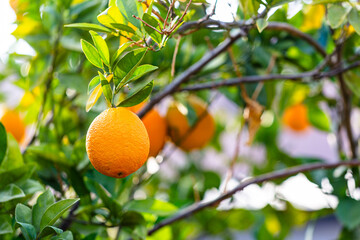 Bright orange on lush citrus tree branch with green leaves in sunlit garden scene
