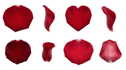 Red rose petal set including curved, heart shaped, and flat variants isolated. Romantic floral collection for wedding and valentines day design.