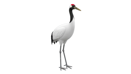 Red-crowned Crane Standing