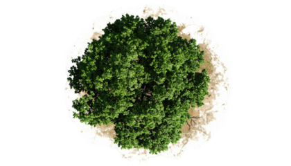 Overhead view of a lush green tree atop a light-colored ground