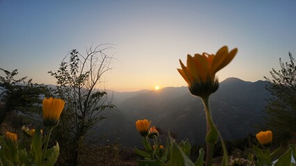 Beautiful Evening Landscape Featuring Wild Flowers Silhouetted against a Hilly Horizon under the Soft Warm Glow of a Setting Sun