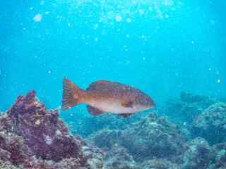 Fototapeta premium スジアラ, ハタ科, Red-spotted rockcod, Blue spotted grouper, Plectropomus leopardus, 他。 ヒリゾ浜南伊豆町中木 静岡県伊豆半島-2025 日本有数のシュノーケリングスポット。 夏の数カ月間だけ渡し船で行ける。 水質透明度魚影が素晴らしい。 