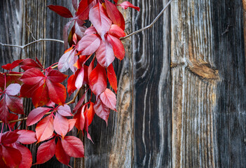 Autumn red vine leaves framing rustic wooden fence background