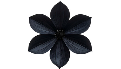 A six-petaled, deep black flower isolated on a black background, showcasing intricate detail