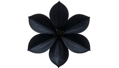 A six-petaled, deep black flower isolated on a black background, showcasing intricate detail