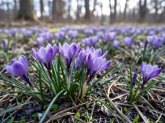 spring flowers in the garden