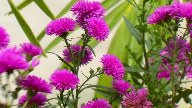 Close-up of Vibrant new england aster Flowers with Green Foliage and Dew Drops