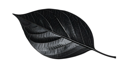 A single, lustrous black leaf with intricate veins against a stark, black background