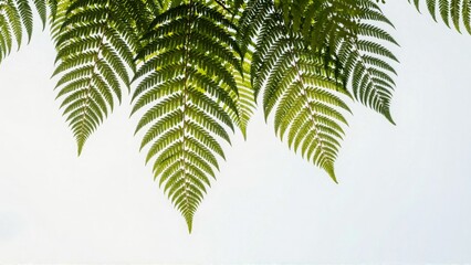 Fern fronds against light sky