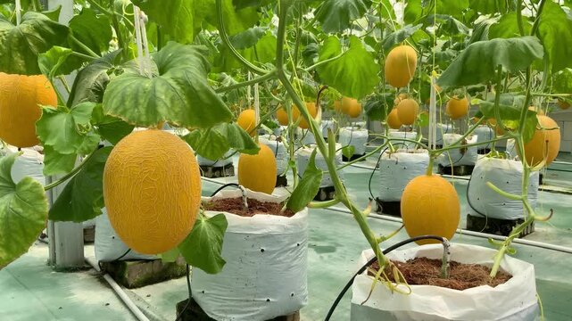 Bountiful harvest of vibrant yellow melons in a modern greenhouse environment
