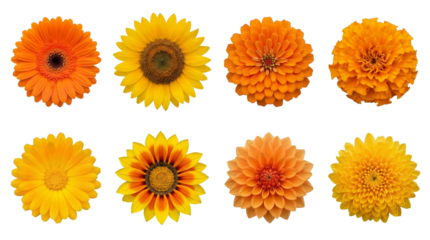 Orange and yellow flower set including gerbera, sunflower, zinnia, marigold, calendula, gazania, dahlia, and chrysanthemum isolated. Floral garden collection.