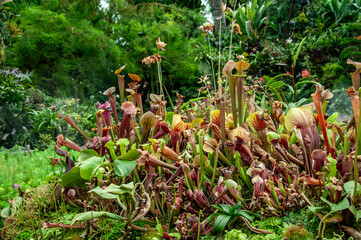 Dense outdoor bog scene filled with tall upright pitchers in shades of green, red and brown, surrounded by moss, low ground cover and layered wet vegetation.