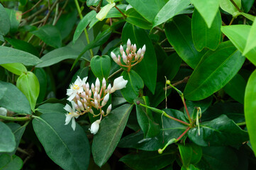 Dense green foliage showing medinilla with tight clusters of white flowers and unopened pink buds emerging from layered leaves and woody stems.