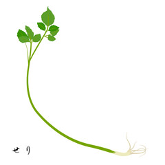 春の七草のせりのイラスト