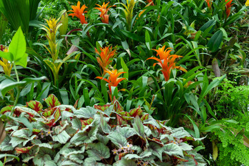 Tropical vegetation photo with bright orange bromeliad flowers among dense green leaves. The image shows layered plants and strong color contrast.