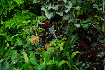 Phalaenopsis orchids with patterned yellow and brown petals growing on arching stems among dense tropical foliage, ferns and layered leaves, forming a compact understory scene.