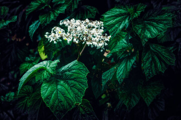 Dark mood botanical composition featuring begonia leaves and white inflorescence. 