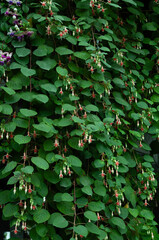 Fuchsia plant with cascading stems, hanging buds and flowers forming a green foliage wall. Visual asset for garden industry, plant nurseries and landscape design projects.