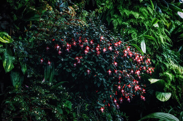 Cascading fuchsia shrub with hanging red and pink flowers growing in dense tropical greenery. Strong visual for ornamental plant trade, indoor greenery installations and premium botanical branding.