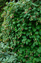 Vertical growth of a fuchsia shrub featuring pendant flowers and dense leaves. Ideal for horticulture marketing, outdoor decor concepts and commercial garden use.
