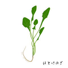 春の七草のほとけのざのイラスト