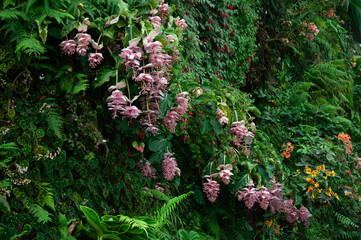 Tropical greenery with cascading pink medinilla flowers forming a rich decorative background. Hanging clusters of pink flowers set within dense green foliage.