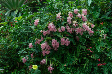 Tropical foliage scene with cascading pink medinilla flowers surrounded by dense green leaves. Tropical plant composition with sculptural flowers and layered greenery.