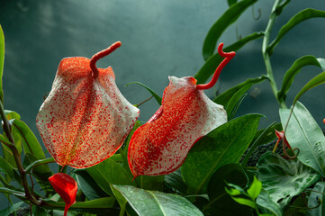 Exotic anthurium with dotted, textured flowers and dramatic shape. Rare flower with speckled red and white flowers covered in dotted patterns, set among deep green leaves.