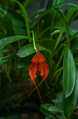 Masdevallia orchid with elongated red sepals forming thin trailing tips, suspended against a dark green background of narrow leaves and dense tropical foliage.