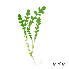 春の七草のなずなのイラスト