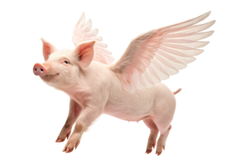 Pink winged pig soaring through air with outstretched feathered wings, isolated on a transparent background