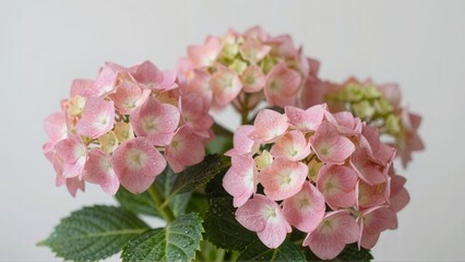 Pink hydrangea blooms with dewdrops on petals