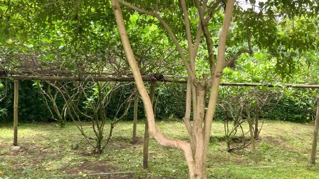 Lush green garden filled with trees and developing citrus limon fruits on trellises