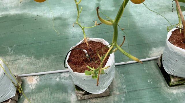 A vibrant yellow melon fruit cultivated in a modern controlled greenhouse