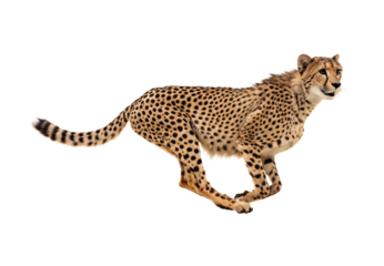 Cheetah running with muscular body and spotted fur in dynamic pose, isolated on a transparent background