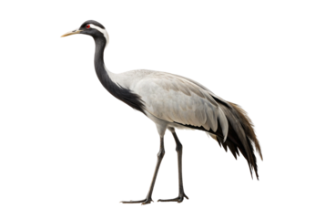 Common crane bird standing with elegant gray and black plumage, isolated on a transparent background