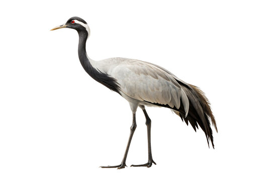 Common crane bird standing with elegant gray and black plumage, isolated on a transparent background